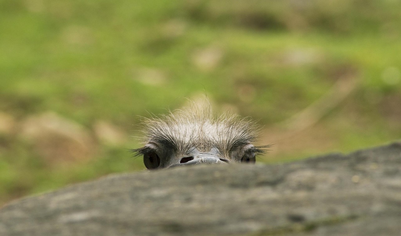 The top half of an ostrich's head peaking out from behind a log